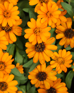 Calendula Oil